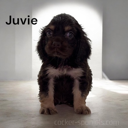 puppy, for, sale, Cocker Spaniel, Joe & Cherri  Overlease, dog, breeder, Miller, MO, dog-breeder, puppy-for-sale, forsale, nearby, find, puppyfind, locator, puppylocator, aca